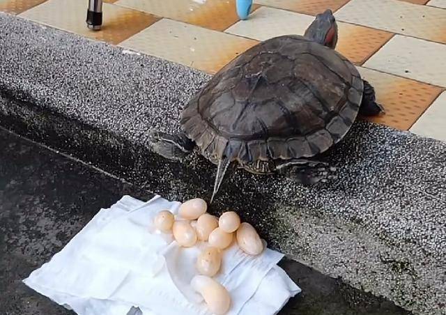 乌龟在家里下蛋了,主人拿锅煎来吃,几分钟后却表示下不去口