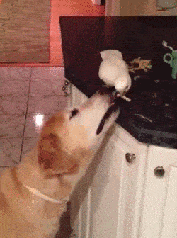 搞笑段子:大哥,别激动,我就是想表达一下对你的敬仰!