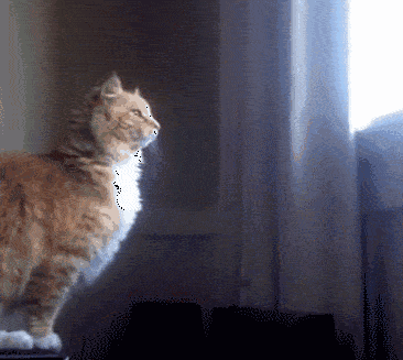 原创猫咪大型翻车现场身形敏捷什么的都是浮云