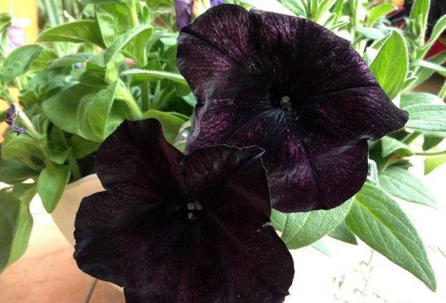 原创自然界不常见的黑色花,远观不能亵玩,非常高贵