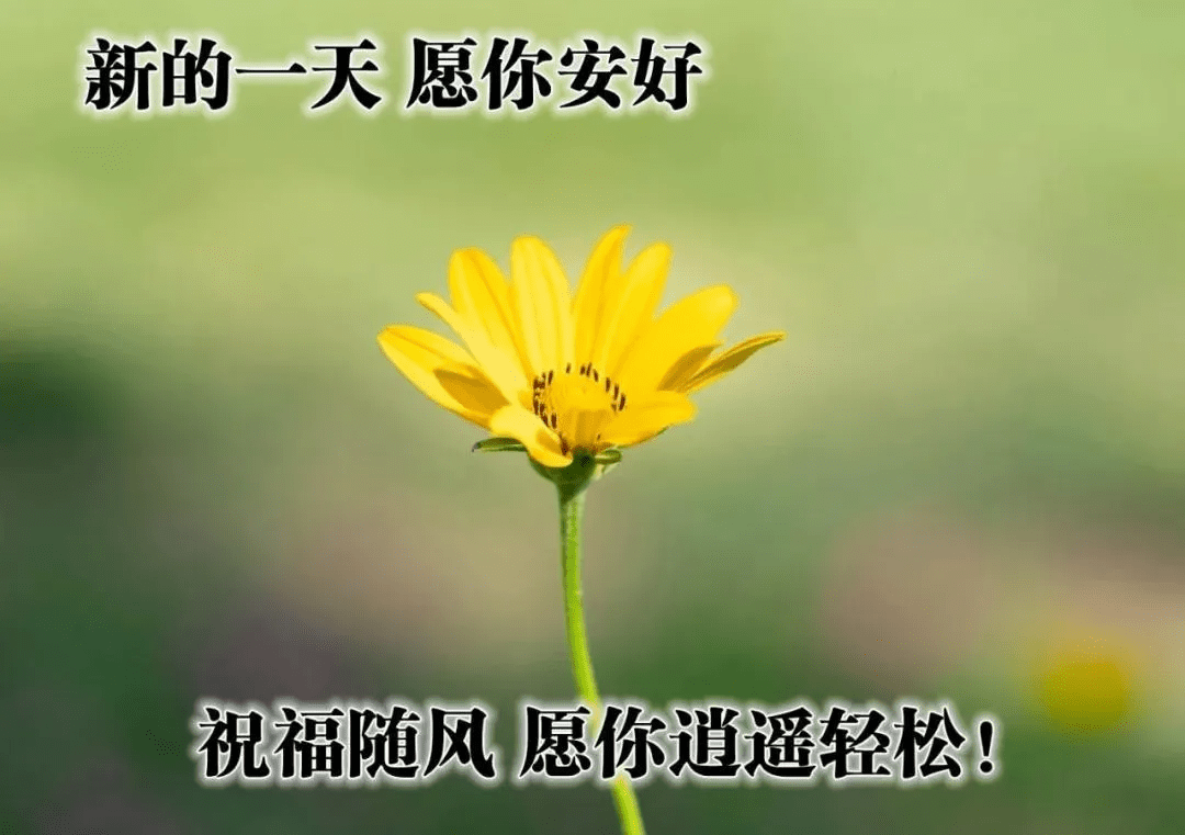 最美的早上好图片,适合发朋友圈的早安祝福语