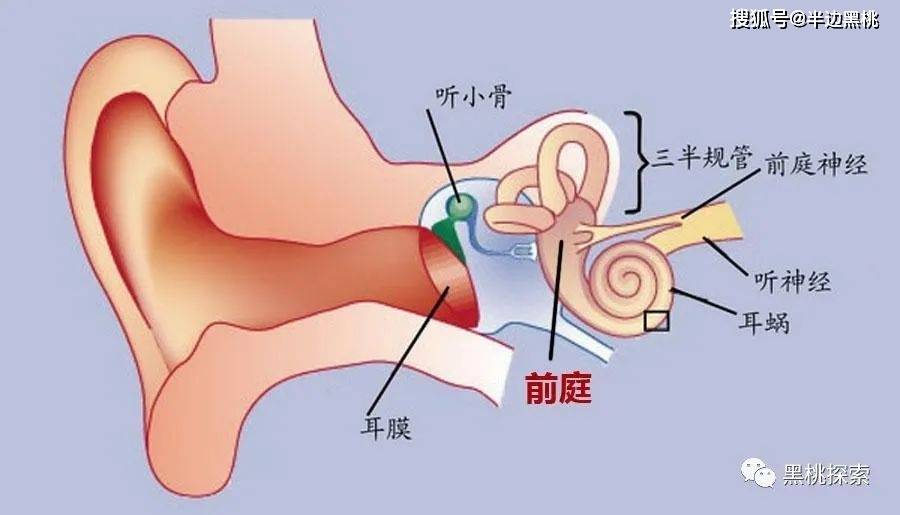 无论车开得有多晃,司机都不会晕车,这是为什么呢?