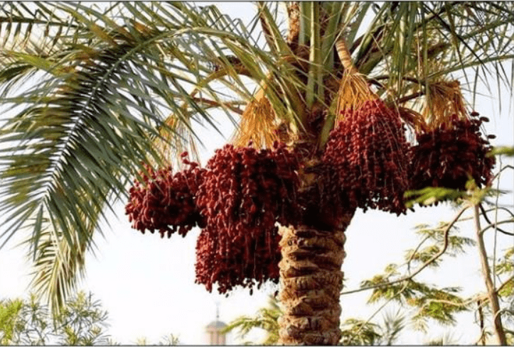 中国的这种风景树,在迪拜却是"财富"的象征,果实是土豪的最爱