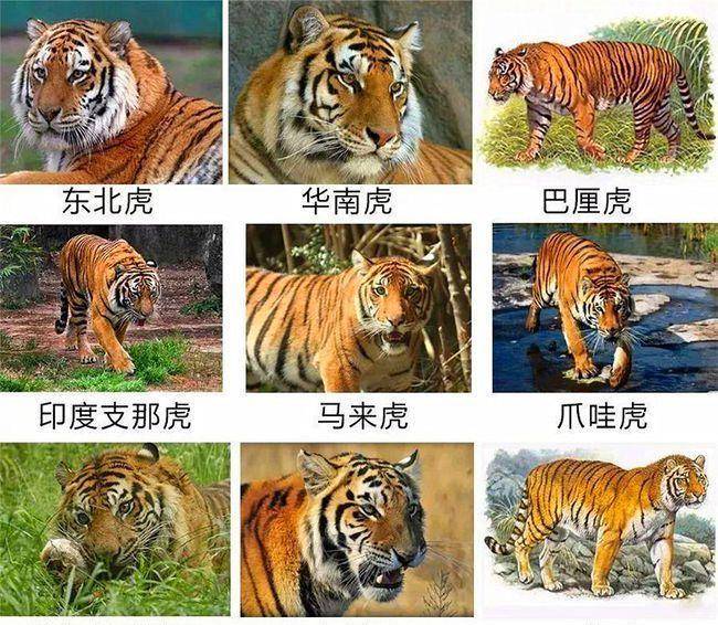 曾经在不同的生存环境里存在九大亚种,东北虎,华南虎,巴里虎,印度虎