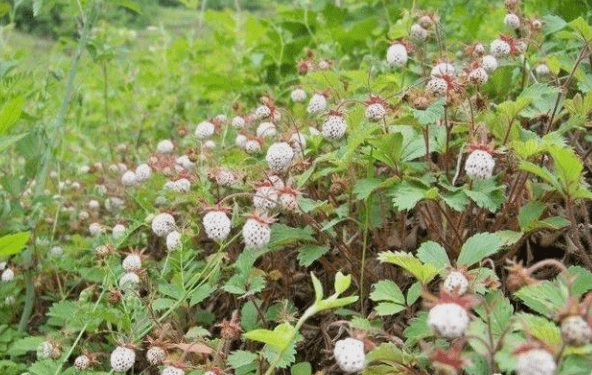 如果你的家乡还有这种野果,那可不要错过了,又到了野生白草莓成熟的