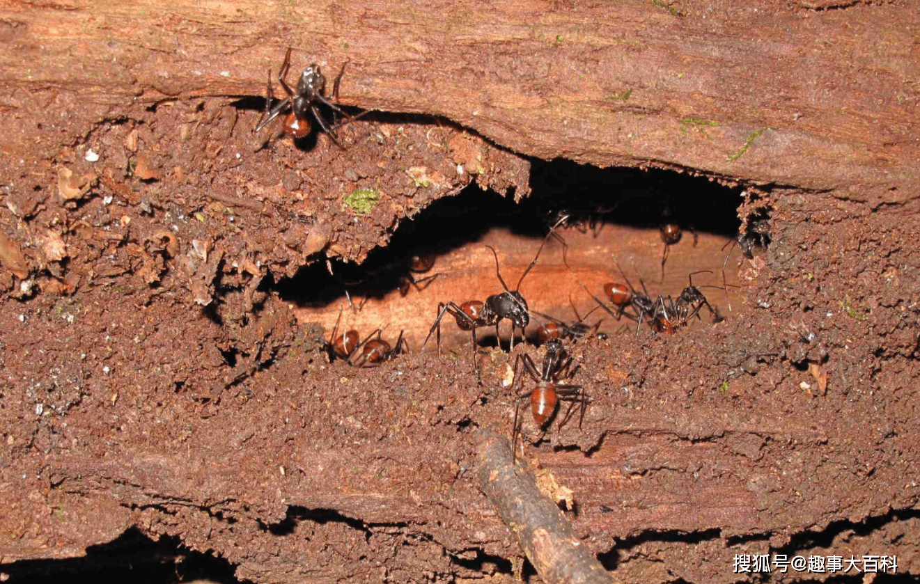 原创50只活体!广州查获2批巨人恐蚁,世界最大蚂蚁之一,有多可怕?