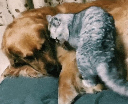 544_444gif 动态图 动图