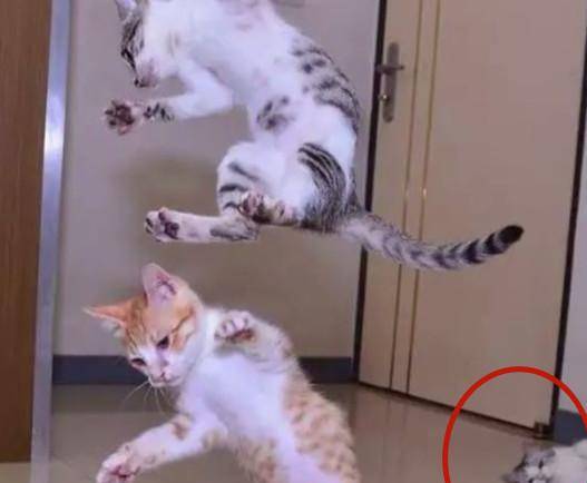 原创两猫打架各显神功,一旁看热闹的懒猫却先火了,网友:这表情神了