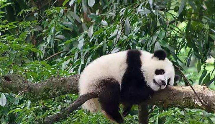 熊猫爬树累了,就地睡在树上,网友:这是古墓派的传人?