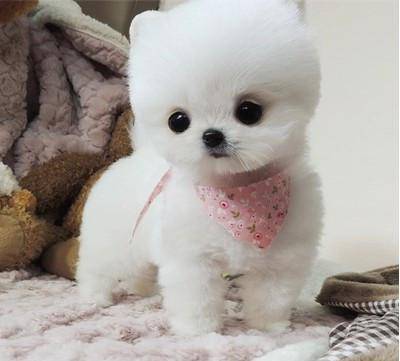 第七种:珍珠犬介绍:珍珠犬产自韩国,是韩国为数不多的犬种之一,它