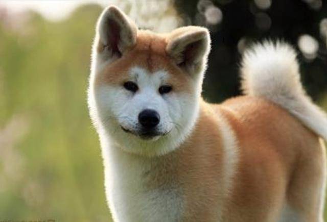为什么秋田犬被日本称为国犬它有什么好处呢
