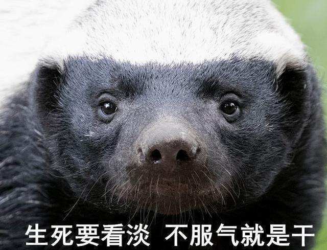 巴西蛇岛4000条毒蛇,毒性是近亲的5倍,能抵抗2只蜜獾的攻击吗?