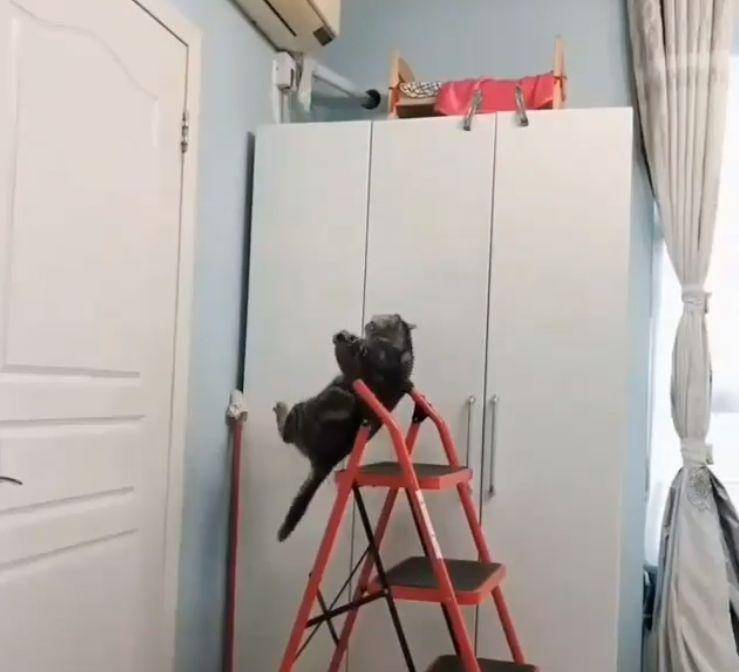 原创主人忘记给猫拿猫床,下班回家一开门,看到这幕