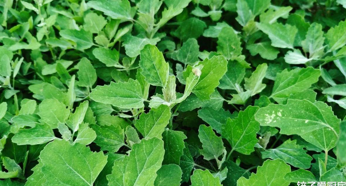 北方春季常见野菜,你吃过几种?第4种很少有人认识