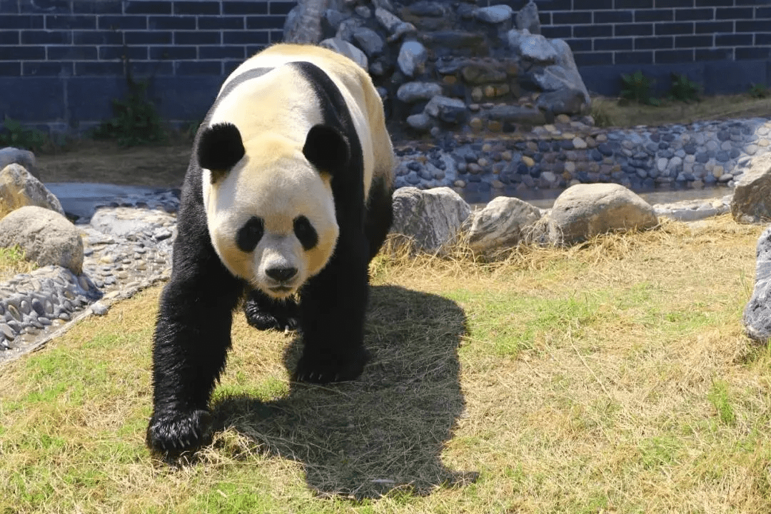 可看"希望"武俊"卖萌有一座熊猫馆图片来源:泰山天颐湖旅游度假区坐