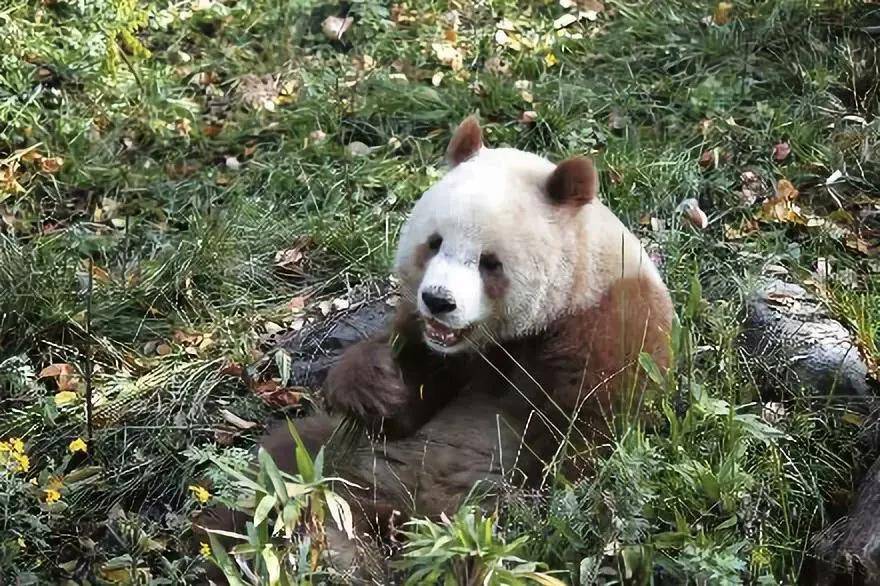 原创究竟谁杂交了国宝?秦岭惊现棕色大熊猫,科学家无法给出答案!