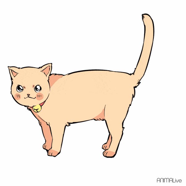 铲屎官必备收藏!13种猫咪摇尾巴的含义