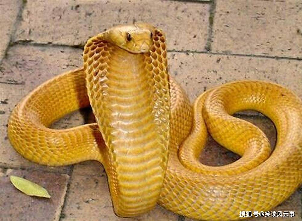 身披"黄金甲"的眼镜蛇,更吸引人也更致命,非洲第二毒的蛇