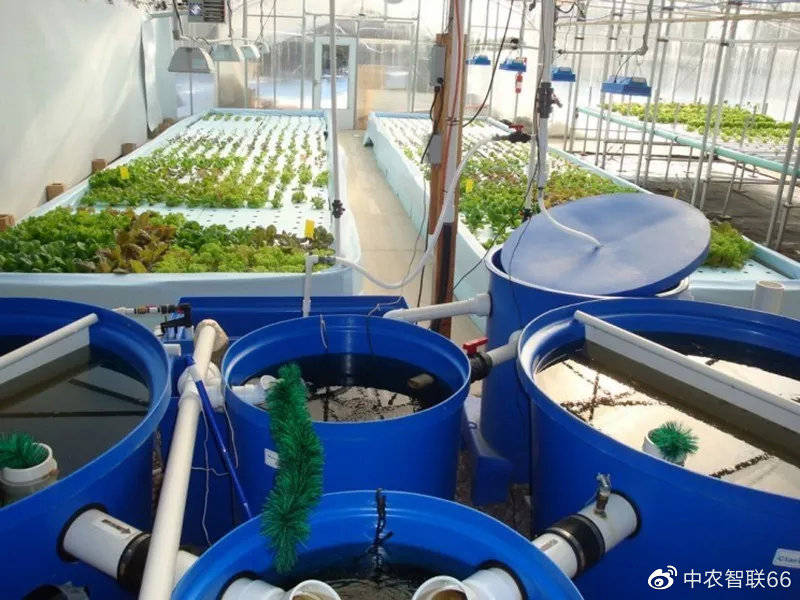 而在鱼菜共生系统中,水产养殖的水被输送到水培栽培系统,由细菌将水中