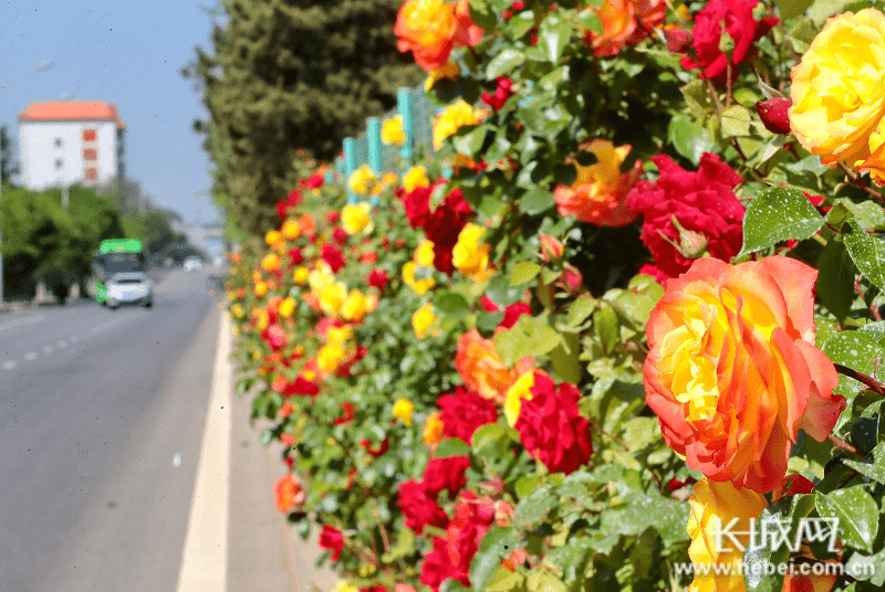 秦皇岛:花卉融入城市街景