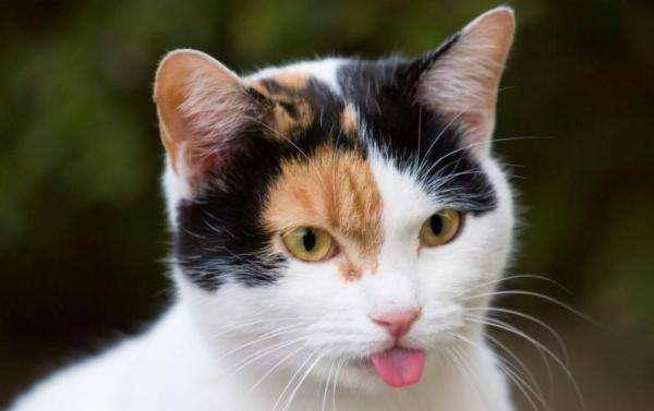 吼彩霞 再说黑猫,纯色黑猫被称为"乌云猫"或"啸铁"