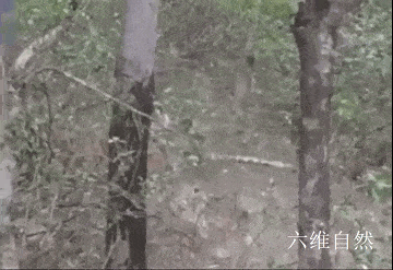 原创印度一头老虎捕杀花豹,爬上3米高树将花豹拖下捕杀,却不吞食花豹