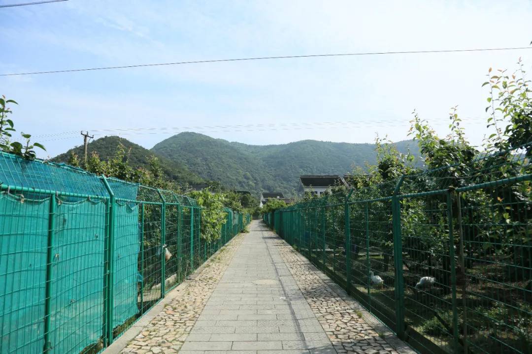 苏州树山村,夏日里的桃源