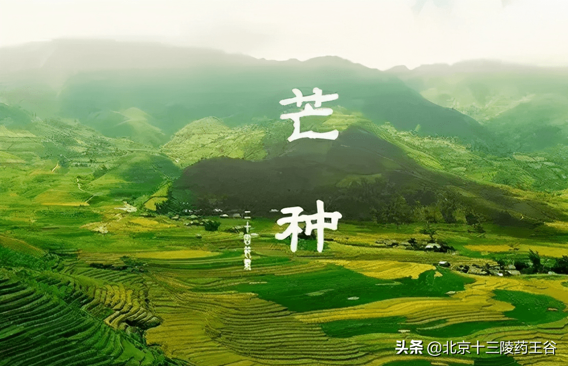 芒种养生:顺时令,应气候