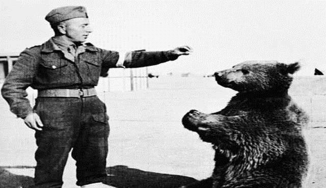 全球最传奇的熊:二战中不仅会抽烟喝酒,还会搬炮弹扔手雷