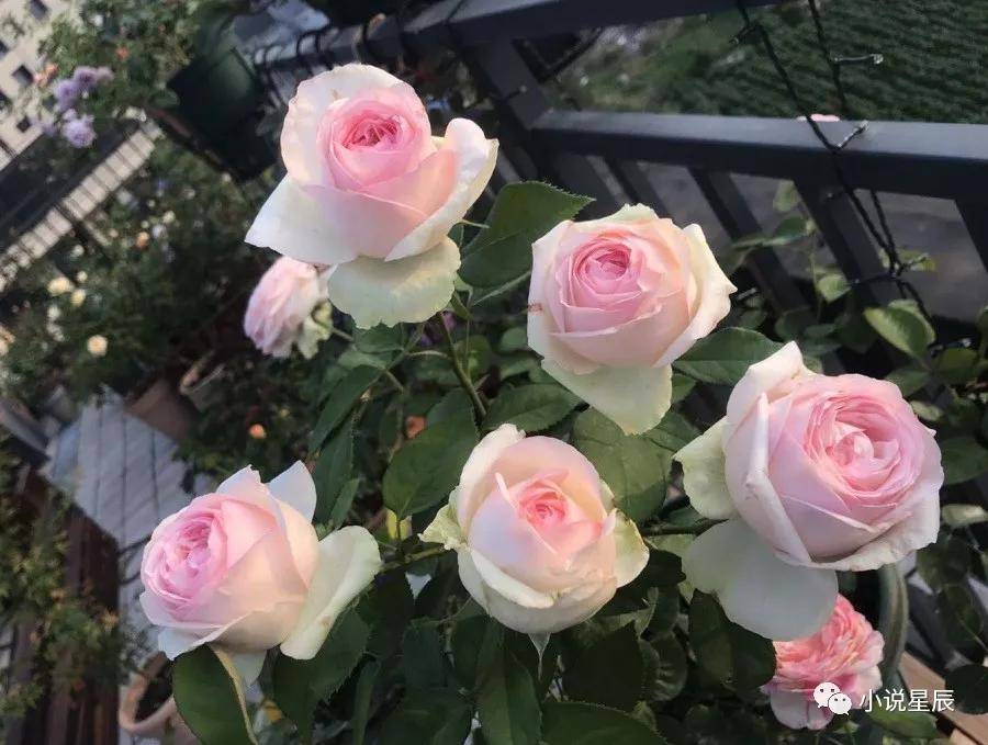 月季"蒙娜丽莎"—美胜玫瑰,香赛牡丹,阳台养一棵,四季