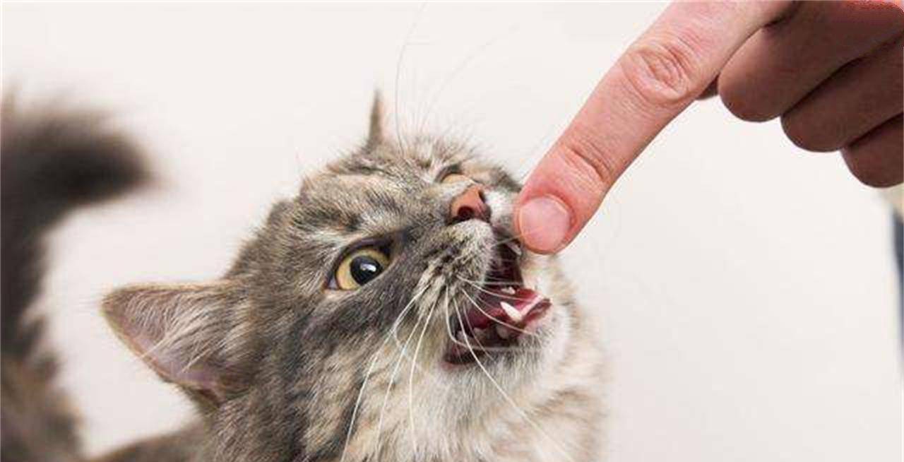 猫咪咬人背后原因大揭秘,知道这些原因就能减少被咬