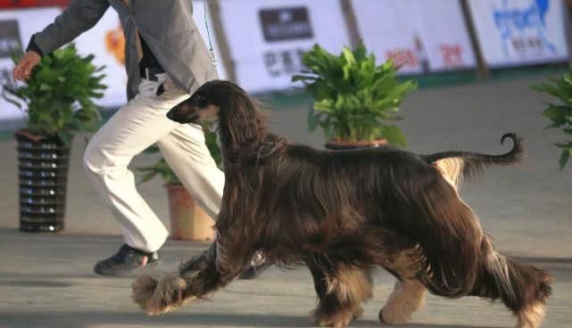 原创国内为何禁止销售饲养阿富汗犬?全是基因惹的祸