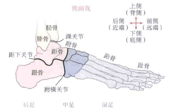 大脚骨董留伟带您了解脚部结构