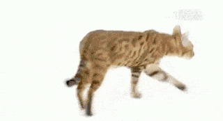 原创猫长得像豹子就是豹猫?没有血统证书万不要买!