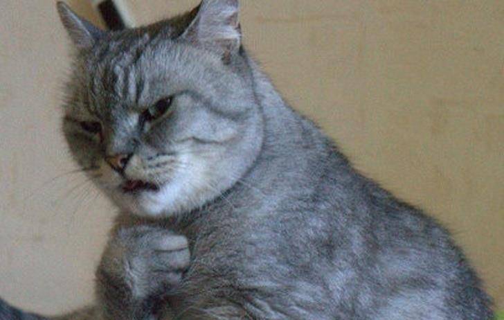 20张猫咪搞笑图片证明:有猫的日子,生活一点也不会乏味