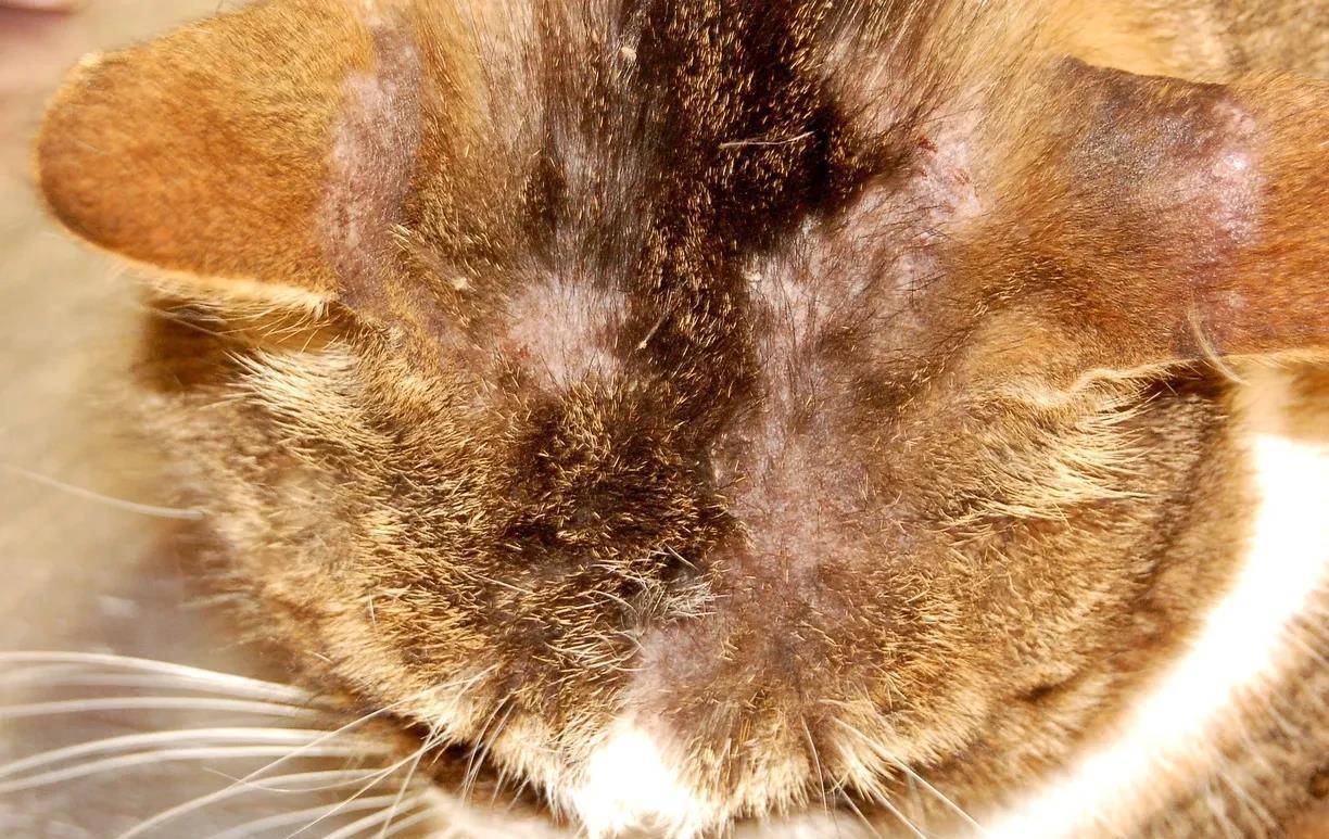 原创猫咪过敏性皮肤病临床症状治疗中存在的问题和建议