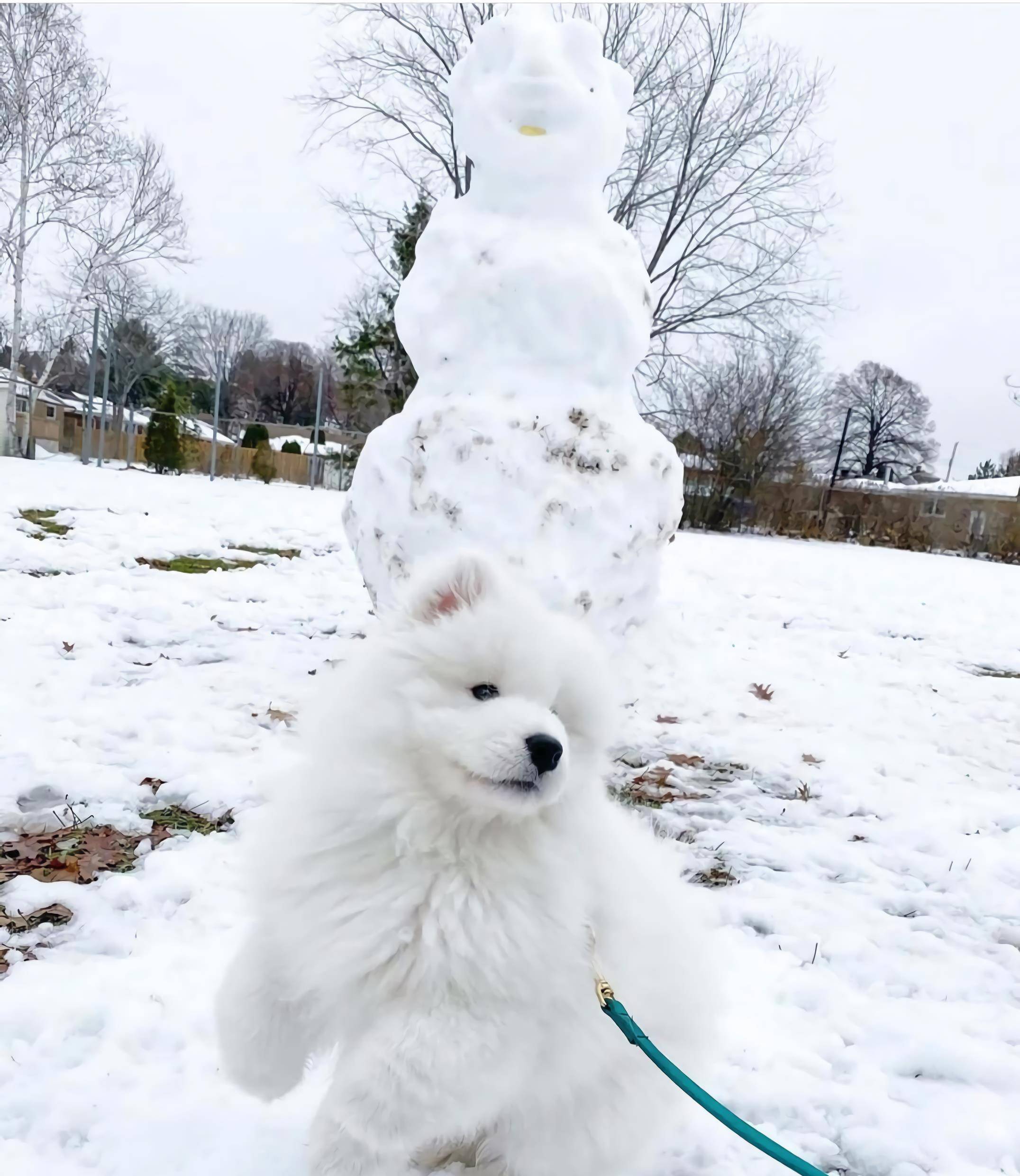 近日有网友发文,展示自己在雪地里亲手堆起的"萨摩耶犬"雪人,非常生