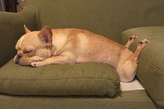 原创狗狗睡姿大比拼,原来"困成狗"是真的,看一次笑一次