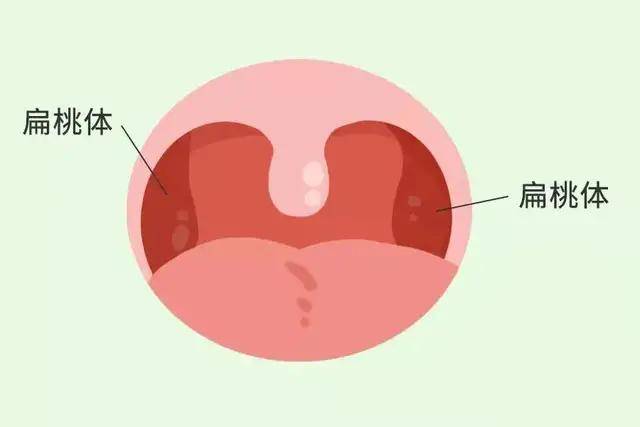【未来医生】6个"没用"的人体器官,你知道几个?_扁桃体