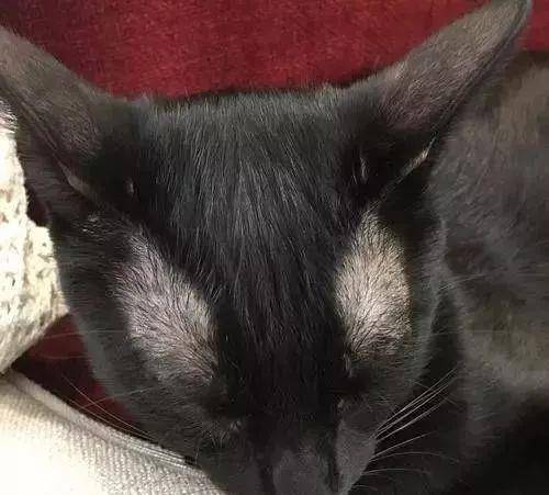 (深色短毛猫)