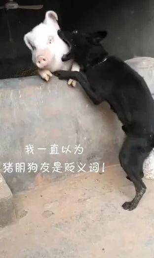 猪圈中传来奇特的声音,走近一看:原来是狗狗找到了"猪