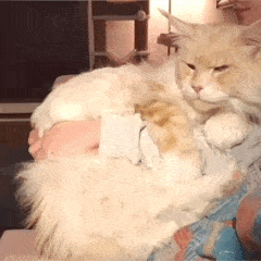 睡醒了再和铲屎官来个爱的亲亲,这生活也太幸福惹