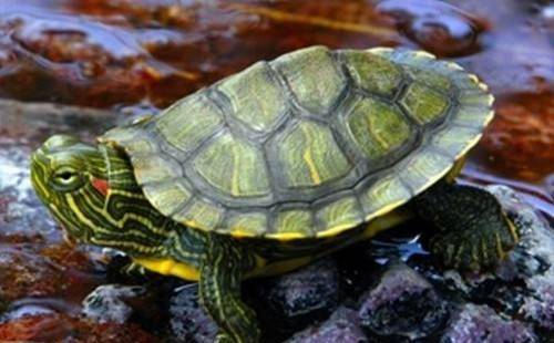 最常见的巴西龟平均寿命只能活