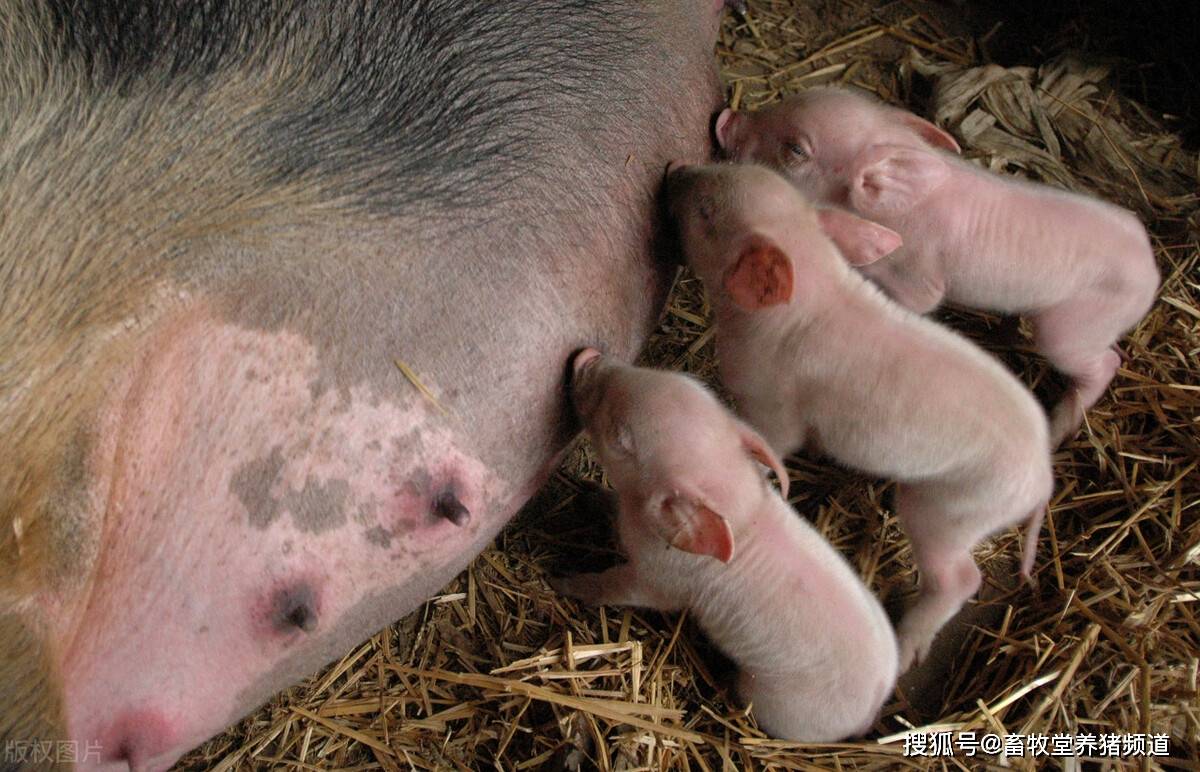 刚出生的小猪不吃奶怎么回事?如何避免小猪出生后不吃奶?