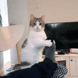 讲真的猫咪能有什么坏心眼呀