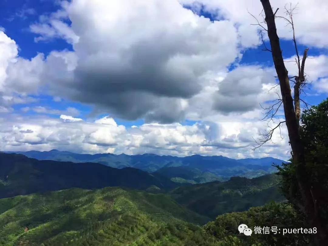 干货分享曼松王子山独特的中小叶种珍品