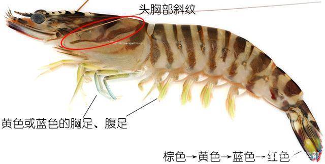 北方有时还叫"基围虾",最大特点是尾部颜色犹如彩虹,有棕,黄,蓝,红灯