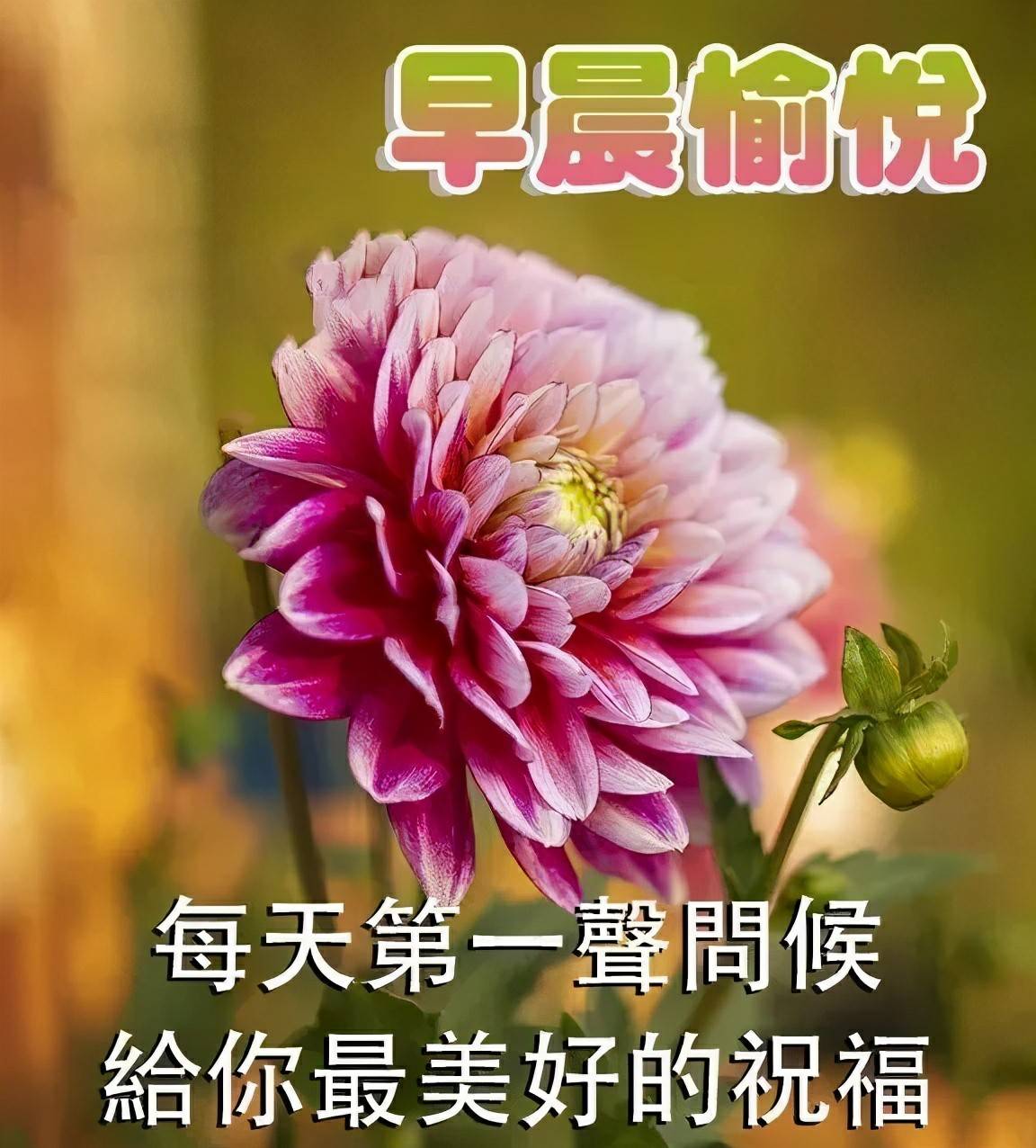 清晨祝福心语,2021年早安祝福,早上好温馨图片