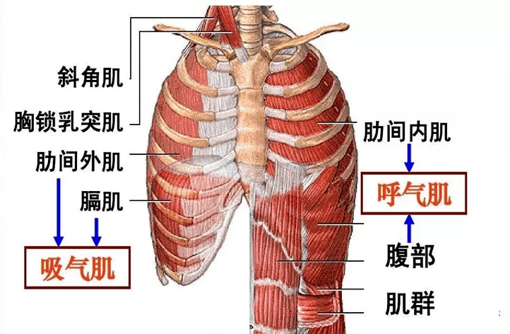 原创瘦身后遗症你的肋骨外翻了吗