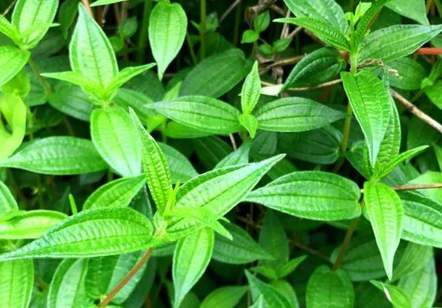 一种叫生肌藤的野草根茎像人参老人常炖汤喝难怪身体棒